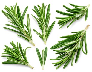 Fototapeta premium Fresh rosemary sprigs arranged on white background