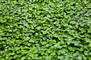 Obraz premium Lush greenery of gotu kola leaves.