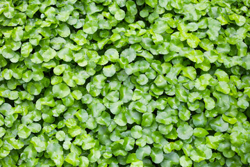 Gotu Kola, Centella Asiatica, Asiatic Pennywort. Herbal Plant