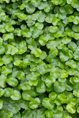 Gotu Kola, Centella Asiatica, Asiatic Pennywort. Herbal Plant