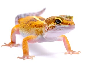 Naklejka premium Vibrant leopard gecko exhibiting detailed skin patterns against a pristine white backdrop