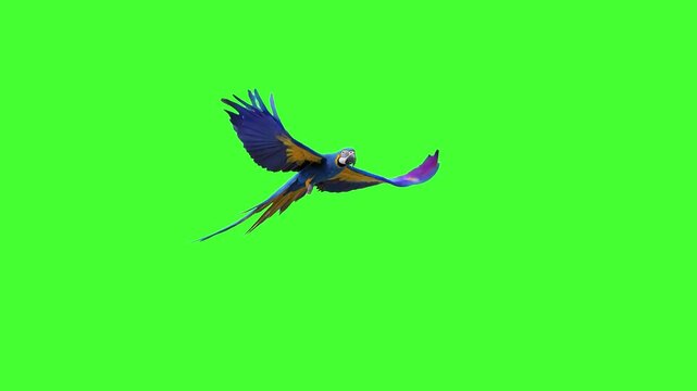 A vibrant blue-and-yellow macaw parrot flaps its colorful wings and glides across a solid green screen in realistic footage. Ideal for chroma key tropical, exotic, or bird-themed compositing.