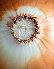 Close-up of an onion's core