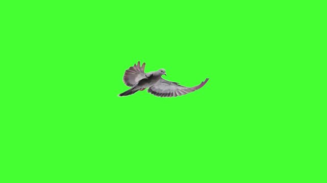 A single gray pigeon flaps its wings and glides smoothly across a solid green screen in realistic 3D animation. Perfect for chroma key urban, nature, or wildlife compositing.