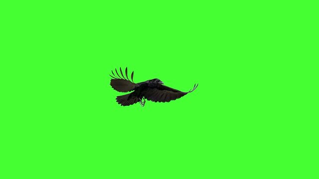 A dark crow with spread wings soars gracefully across a solid green screen in detailed 3D animation. Ideal for chroma key mystery, horror, or ominous wildlife overlays.
