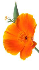 Close-up of an orange California poppy