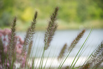 Close-up of ornamental grass with a blurred background
