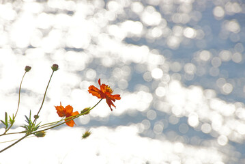 川辺に色を添える