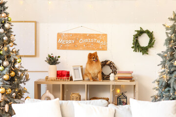Cute Pomeranian dog with books, gift box and Christmas decorations sitting on shelving unit at home