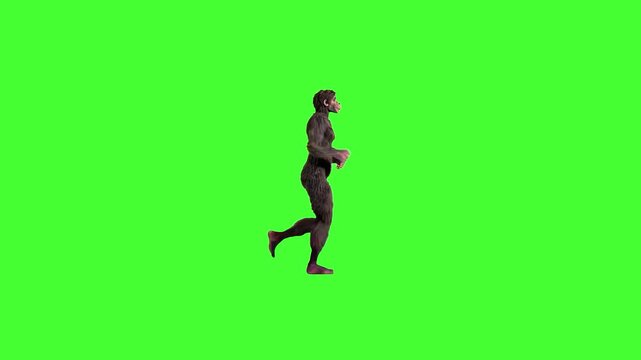 A muscular caveman with fur clothing and long hair runs in place on a solid green screen in detailed 3D animation. Perfect for chroma key prehistoric, evolution, or adventure scenes.