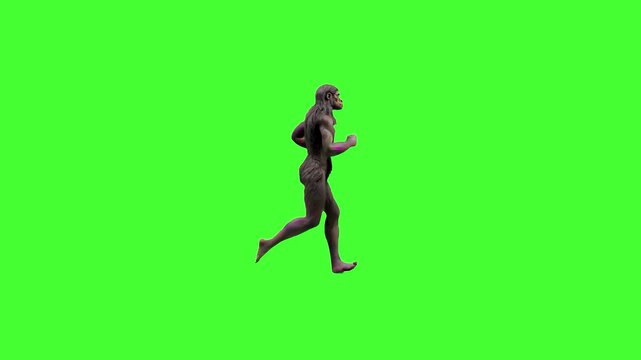A muscular caveman with fur clothing and long hair runs in place on a solid green screen in detailed 3D animation. Perfect for chroma key prehistoric, evolution, or adventure scenes.