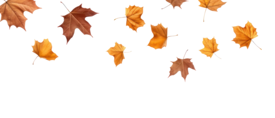 PNG Leaves backgrounds maple plant.