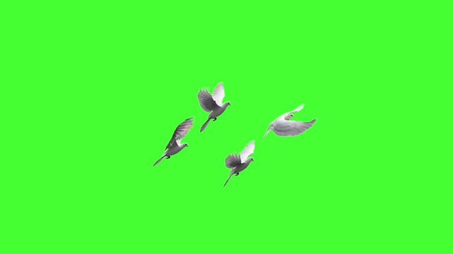 A graceful flock of white doves flaps and glides in formation across a solid green screen in realistic animation. Perfect for chroma key peace, wedding, or symbolic overlays.