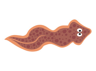 Anatomy Planarian Flatworm
