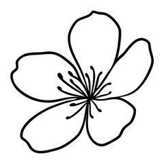 Cherry Blossom Flower Illustration