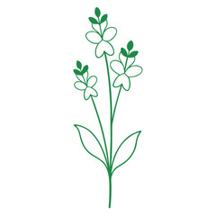 minimal linaria vulgaris edible, flower line art vector on white background