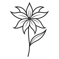 lunaria annua flower line art vector on white