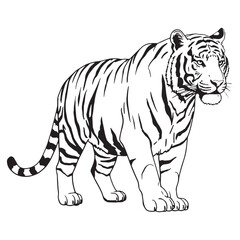 Fototapeta premium Black and White Line Drawing of a Standing Tiger animal