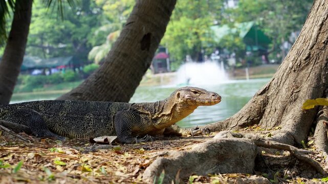 Fixed shot of monitor lizard on leaf-covered ground under trees near pond with fountain and shops in background at Lumphini Park