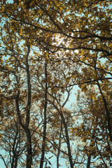 árbol, naturaleza