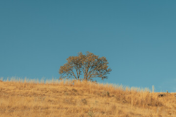 &aacute;rbol, naturaleza
