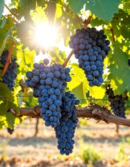 Naklejka premium Clusters of dark purple grapes hanging from vines under a bright sun