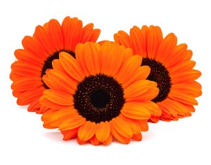 Three vibrant orange daisies on white background