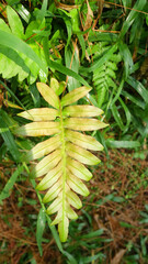 Fern Leaf Close Up in Lush Foliage