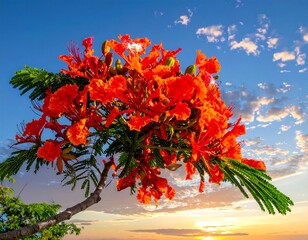 Vibrant Orange Flowers Against Sunset Sky.