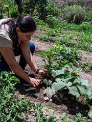 Woman Working in a Vegetable Garden, with Fresh Produce farm