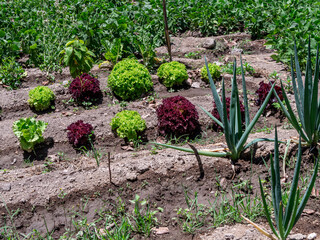 Woman Working in a Vegetable Garden, with Fresh Produce farm