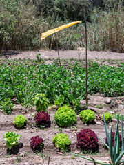 Woman Working in a Vegetable Garden, with Fresh Produce farm
