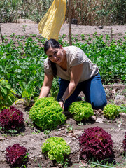 Woman Working in a Vegetable Garden, with Fresh Produce farm