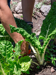Woman Working in a Vegetable Garden, with Fresh Produce farm