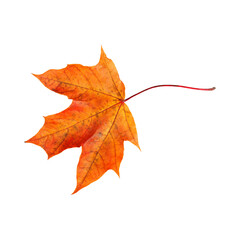 Obraz premium autumn leaves in transparent background 