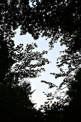 森の隙間から見えた空