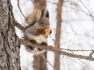 The squirrel with nut sits on tree in the winter or late autumn