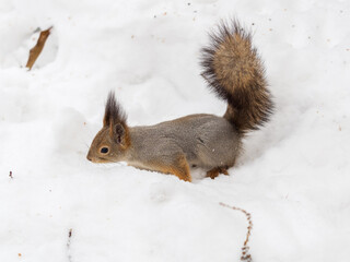 The squirrel in winter sits on white snow.