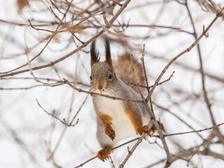 The squirrel sits on a branches without leaves in the winter or autumn