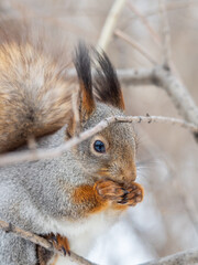 The squirrel with nut sits on tree in the winter or late autumn