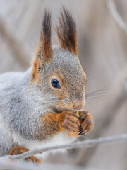 The squirrel with nut sits on tree in the winter or late autumn
