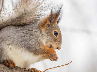 Fototapeta premium The squirrel with nut sits on tree in the winter or late autumn
