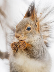 The squirrel with nut sits on tree in the winter or late autumn