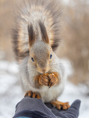 Fototapeta premium Squirrel eats nuts from a man's hand. Caring for animals in winter or autumn.