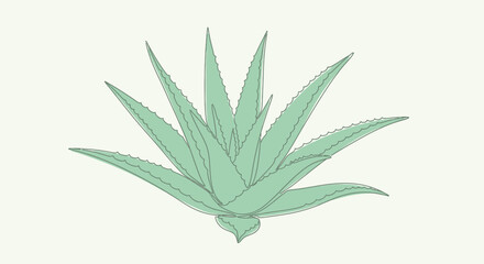 Minimalist Aloe Vera Plant Illustration with Delicate Line Work and Soft Green Hue