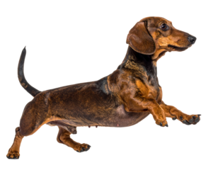 Dachshund Dog Walking with Head Forward, Side Profile, Isolated on Transparent Background 