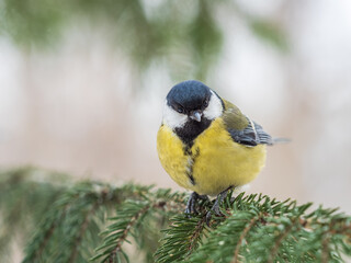 Cute bird Great tit, songbird sitting on the fir branch with snow in winter
