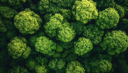 Dense forest canopy, overhead view. Lush green trees