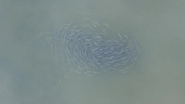 Pink Salmon Spawning Loop.
Drone footage. Large concentration of Pink Salmon (Oncorhynchus gorbuscha) swims rapidly in a circular pattern in clear river shallows. Dynamic aerial perspective emphasizes
