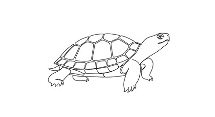 Detailed black and white line drawing of a turtle showcasing its shell pattern and anatomy
